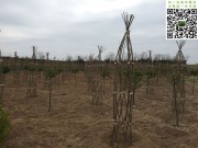 造型苗木培育过程图片_造型苗木的培育过程图片 (4)