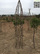 造型苗木培育过程图片_造型苗木的培育过程图片 (5)