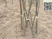 造型苗木培育过程图片_造型苗木的培育过程图片 (9)