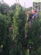 1.5米大叶黄杨柱高度1.5米以上冠幅50公分左右_1.5米大叶黄杨柱_1823