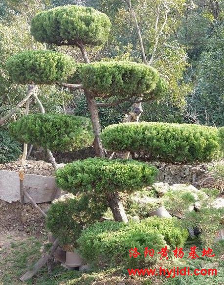 造型黄杨盆景