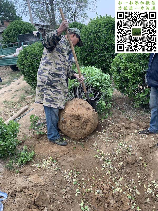 2米大叶黄杨球挖苗